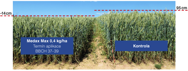 Obr. 1: Porovnání výšky porostu ošetřeného přípravkem Medax® Max v BBCH 37–39 (ozimá pšenice, odrůda Bodyček, ZS Trutnov, 2016)